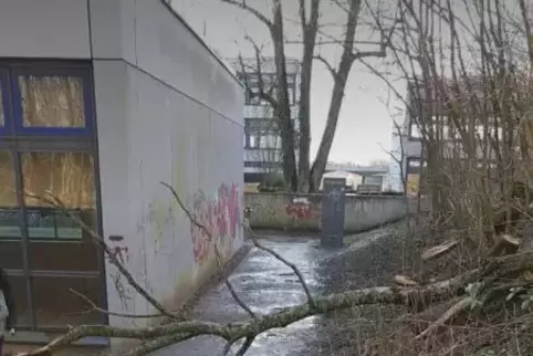 An der Uni Landau ist ein Baum umgefallen.