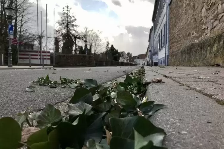 Gr&uuml;n am Stra&szlig;enrand: Ein Blick in die Neue Allee in Kirchheimbolanden in H&ouml;he des Rathauses. 