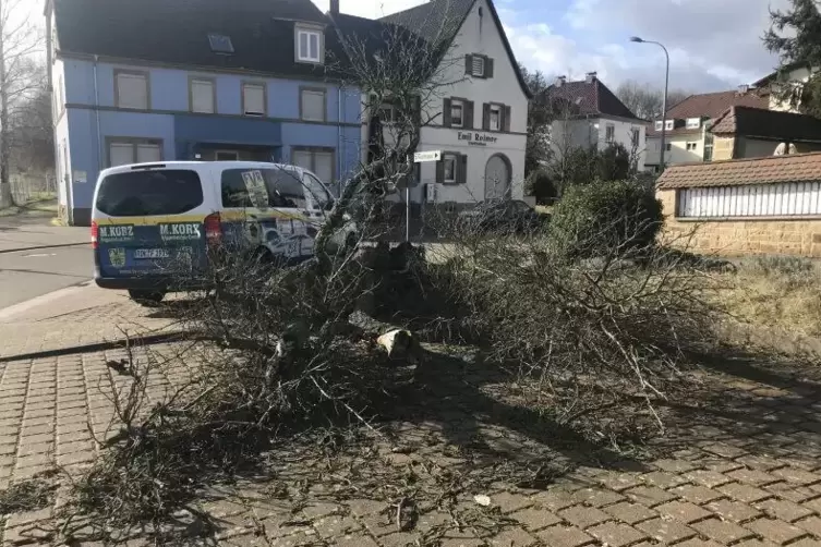 In Rockenhausen wurde ein Baum vom Sturm umgeweht. 