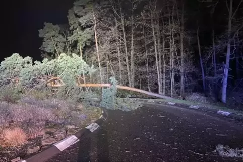 Beim Kreisel bei Maxdorf musste die Feuerwehr einen umgestürzten Baum entfernen.
