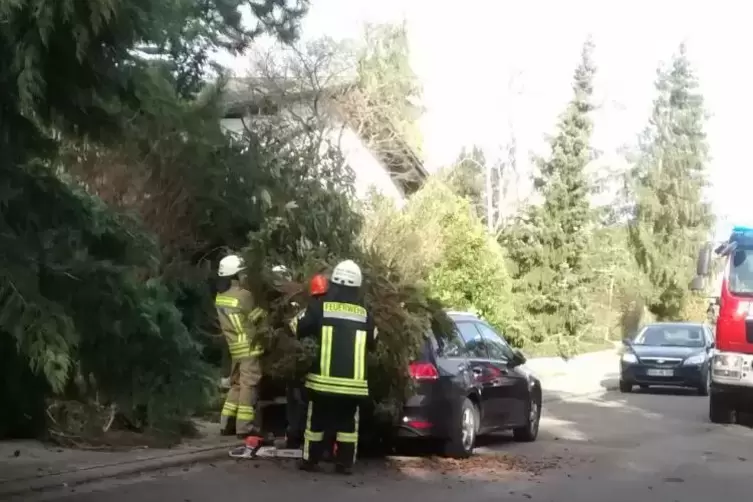 Im Dahlienweg in Gr&uuml;nstadt war ein Baum auf ein parkendes Auto gest&uuml;rzt.
