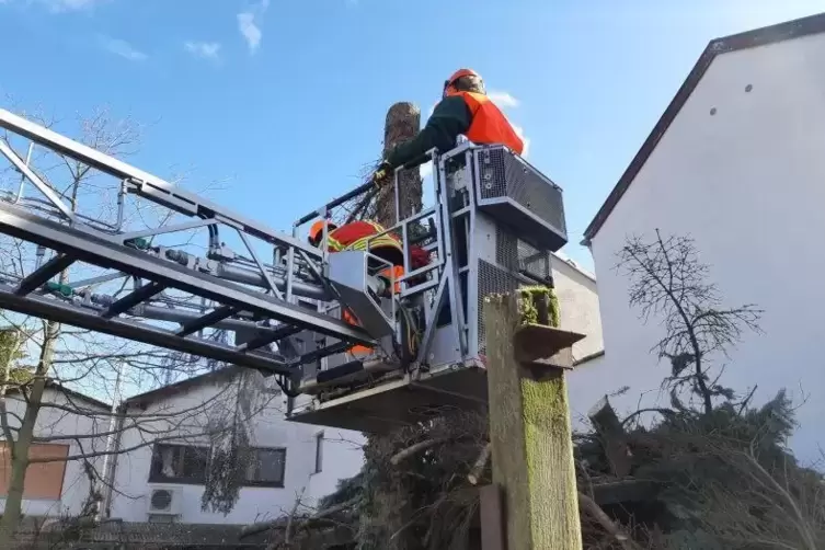  In G&ouml;nnheim drohte ein Baum auf ein Wohnhaus zu st&uuml;rzen, er wurde mithilfe der Drehleiter aus Deidesheim entfernt. 