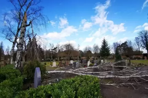 Auf dem Friedhof: umgeknickte Birke.