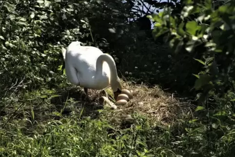 Im Frühling betreiben die Wasservögel wieder Brutpflege. Abstand halten ist für Spaziergänger oberstes Gebot. Hunde sollten in d