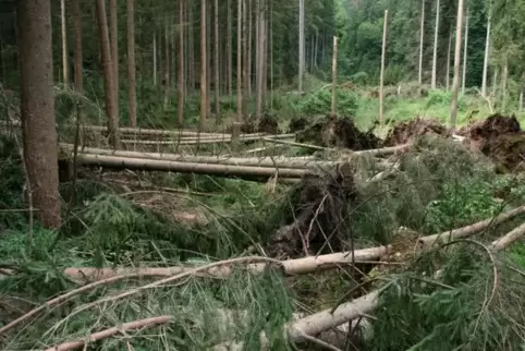 Nach einem Sturm folgt die Schadensaufnahme im Wald. 