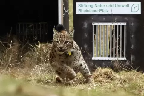 Luchs „Juri“ bei der Freilassung. 