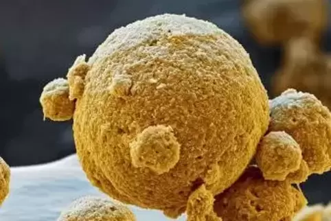 Mikroskopische Aufnahme eines Lithium-Nickel-Oxids.
