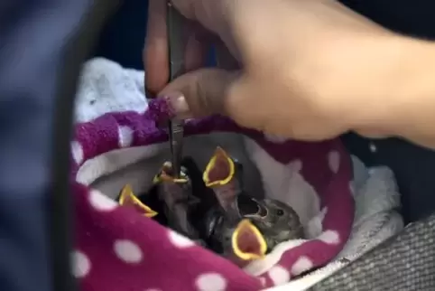 Von den Ehrenamtlichen der Wildvogel-Auffangstation werden bei großer Hitze im Sommer junge Spatzen versorgt. 