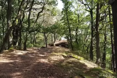 Idylle Wald: Zwischen Bäumen zu wandeln, kann beruhigend und heilsam wirken. 