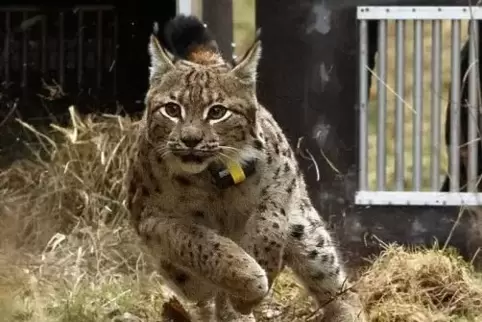 Luchs-Männchen Juri im März 2018 bei seiner Freilassung im Pfälzerwald. 