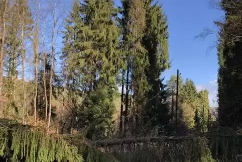 Hier war ein Baum auf eine Leitung gefallen.
