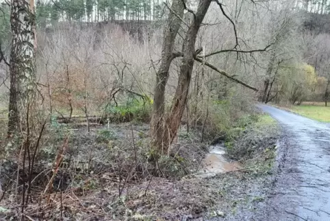In diesem mit Wasser gefüllten Graben an der Brücke über den Schwarzbach bei der Wappenschmiede zwischen Waldfischbach-Burgalben