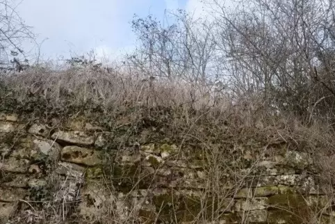 Zugewuchert: Sandsteinmauer am Deidesheimer Kirchberg. 