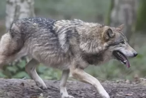 Derzeit beschäftigten sich mehrere Stellen mit dem Thema Wolf in Rheinland-Pfalz.