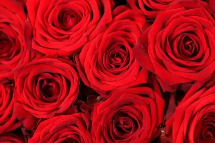 Beliebtes Geschenk zum Valentinstag: rote Rosen – am besten langstielig.