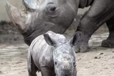 Zuchterfolg: Der Zoo Dortmund ist einer von bundesweit nur sechs Zoos, denen überhaupt die Nachzucht eines Breitmaulnashorns gel