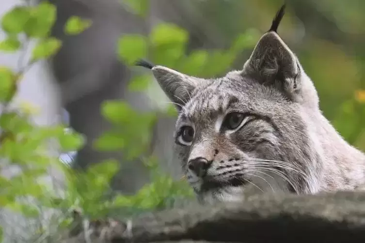 Am Wochenende wurde ein toter Luchs in der N&auml;he von Waldfischbach-Burgalben gefunden. Es handelt sich um das erst etwa vier Jahr