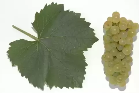 Eine Überraschung birgt der Auxerrois. 