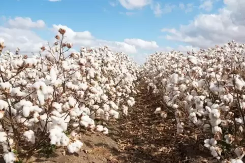 Das Pestizid Dicamba wird in den USA auch auf Feldern mit entsprechend resistenter Baumwolle eingesetzt.