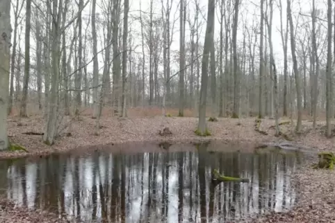 Unter anderem Waldmardellen wie diese bei Gersbach im Wald in Richtung Windsberg sind derzeit gut mit Wasser gefüllt. 