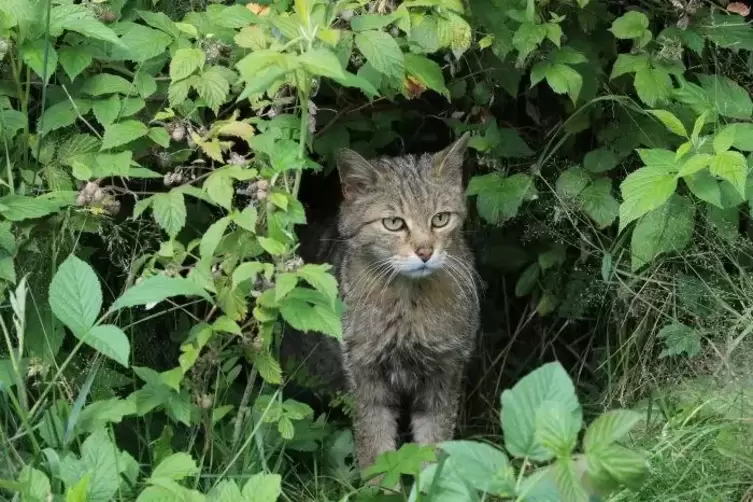 Die Wildkatze ist das Symboltier für den Nationalpark Hunsrück-Hochwald. An sie angelehnt soll nun ein Maskottchen gefunden werd