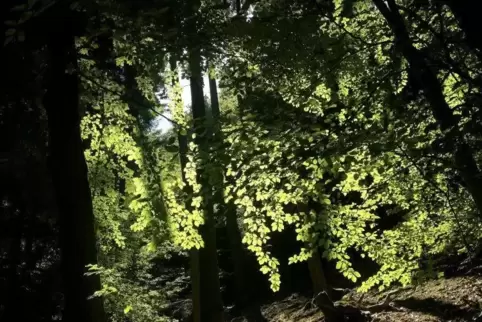 Der Urwald liegt in der Schlucht oberhalb der Wolfsteiner Schlossgasse. 