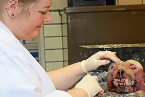 Die Präparatorin Sylva Scheer injiziert Wasser in den Augapfel eines Wolfs, der Mitte Januar auf einer Autobahn bei Mainz überfa