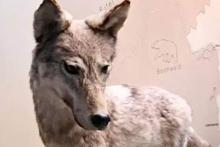 In einer Vitrine des Naturhistorischen Museums Mainz steht ein pr&auml;parierter Wolf, der 2012 von einem J&auml;ger im Westerwald erschos