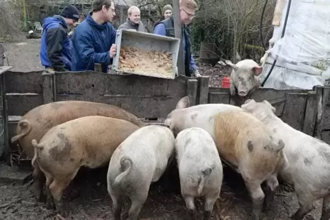 Die Deidesheimer „Saubande“ feiert ihr fünfjähriges Bestehen. 