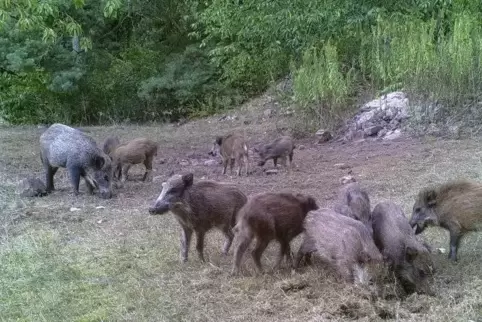 Auf der Suche nach eiweißreicher Nahrung pflügen die Tiere ganze Wiesen um.