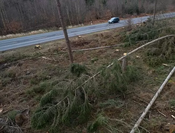 Umgeknickte Bäume liegen nach dem Durchzug der Sturmtiefs Sabine und Victoria neben einer Landstrasse