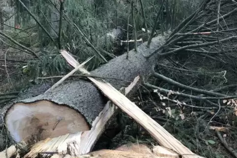 Ein durch Sturmtief Sabine umgestürzter Baum bei Schwabenbach (Kreis Bad Dürkheim) 
