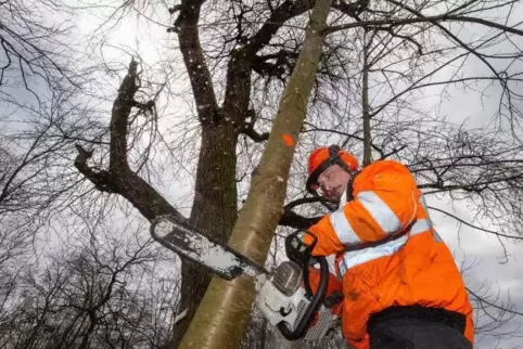 Da muss Alexander Schmidt mit der Motorsäge ran. Er schneidet den alten Birnbaum frei. 
