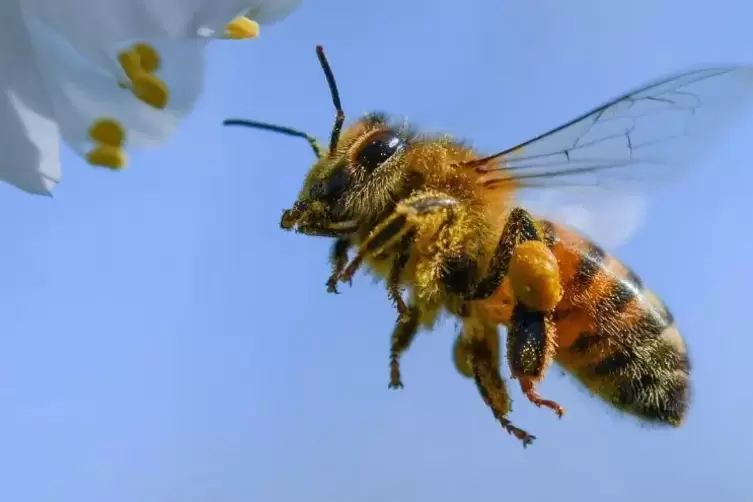 Die Honigbiene ist eines der wichtigsten Nutztiere. 