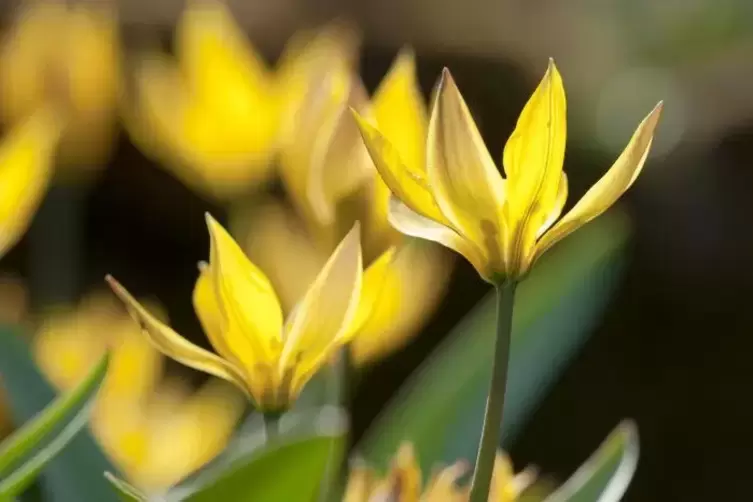 Klein und fein: In Sachen Nützlichkeit empfiehlt sich oft der Rückgriff auf Wildformen von Zuchtblumen – wie die Weinberg-Tulpe.