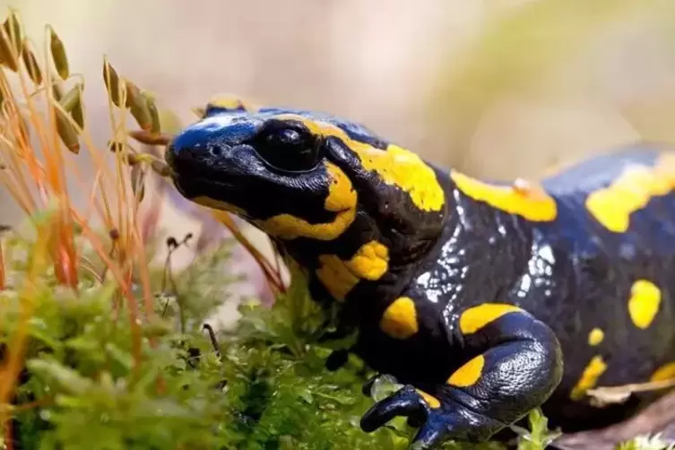 Feuersalamander kriechen sehr langsam. 