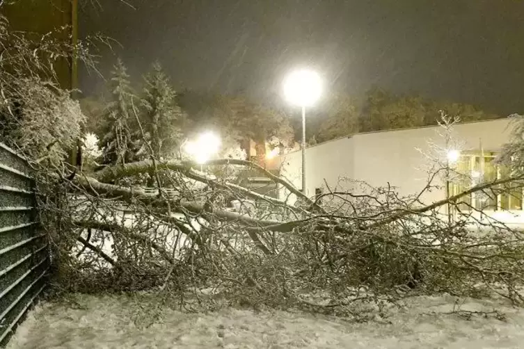 In der Nähe der Stadthalle in Kirchheimbolanden stürzte am Donnerstagabend ein Baum um. 