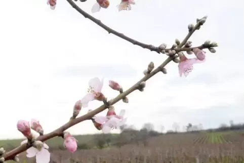 Mandelblüten an der Straße zwischen Königsbach und Gimmeldingen.