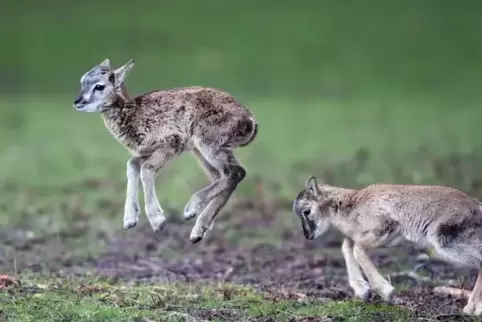 Frischgeborene Mufflons springen im Frühjahr über eine Wiese. 