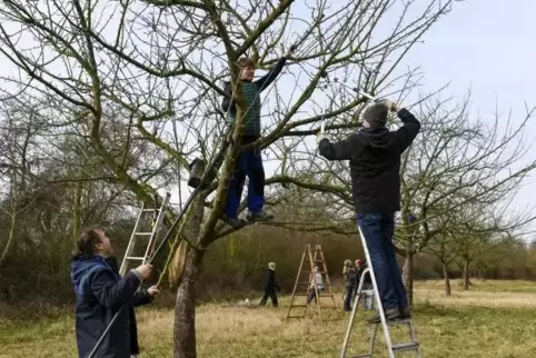 Obstbäume schneiden will gelernt sein. Deshalb zeigt der Naturschutzverein regelmäßig, wie das geht.