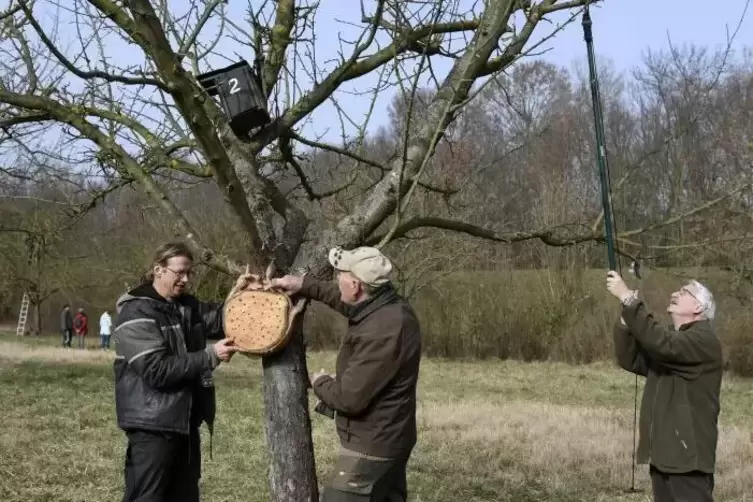 Oliver Wei&szlig;, Ewald Marx und Hans Schumacher (von links) in Aktion auf den Bobenheim-Roxheimer Streuobstwiesen.