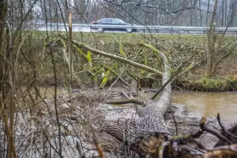 Der entwurzelte Gigant liegt nahe der Autobahn (im Hintergrund) quer über dem Fluss. Der entwurzelte Gigant liegt nahe der Autobahn (im Hintergrund) quer über dem Fluss.