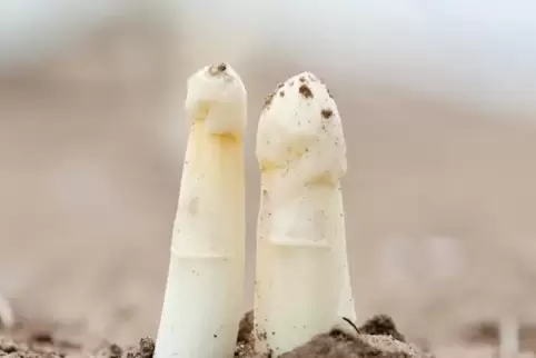 Tut sich momentan noch schwer beim Wachstum: Spargel.