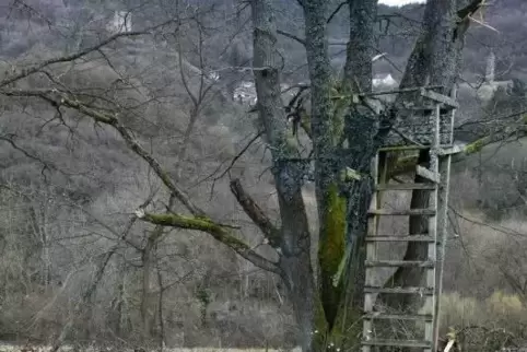 Nicht die Axt im Walde, sondern schwereres Gerät war im Schutzgebiet Schelmenkopf bei Falkenstein am Werk. Baum und Hecke sind a