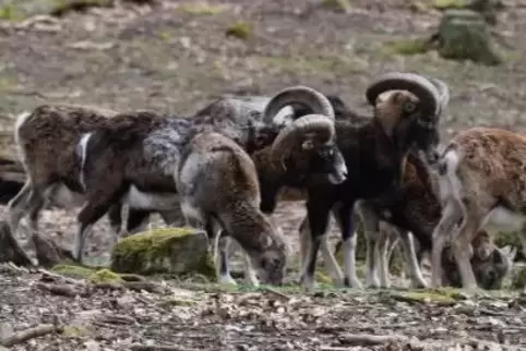 Mufflons im Wildpark Kaiserslautern. Den Bestand ihrer freilebenden Artgenossen am Donnersberg sieht Lothar Runge, Vorsitzender 