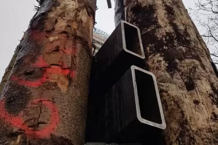 Stahlstreben zwischen den Baumst&auml;mmen.