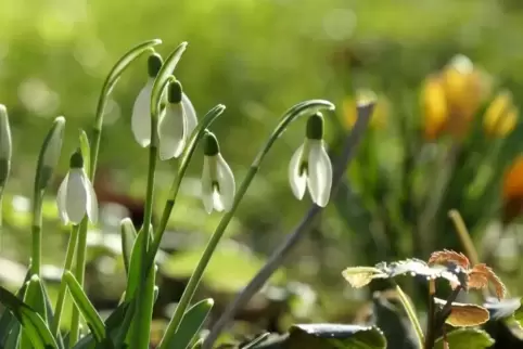 Am Sonntag erwarten uns milde Temperaturen und viel Sonne. 