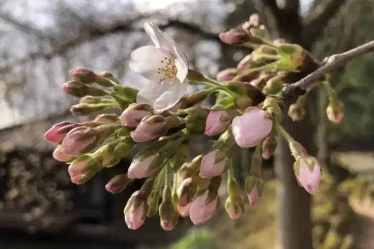 Die Kirschblüte zeichnet sich im Japanischen Garten ab. 