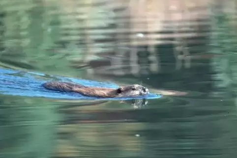 Biber sind tolle Schwimmer. Dabei hilft ihnen ihr Schwanz, die Biberkelle. Auch ihre Sinnesorgane sind angepasst: Nase und Ohren