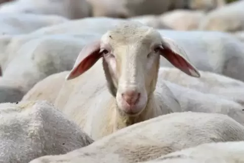 Für die umstrittene Frischzellentherapie werden gefrorene Zellen aus Schafsföten verwendet. 